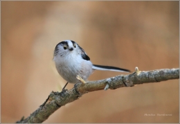 <p>MLYNAŘÍK DLOUHOOCASÝ (Aegithalos caudatus)</p>